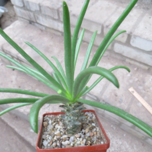 tylecodom cocalioides