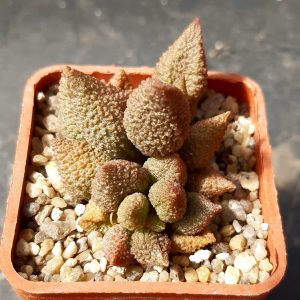 Adromischus marianiae 'herrei' hybr