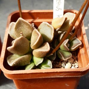Adromischus marianiae 'tanqua'/'immaculatus', Middelpos