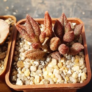 Adromischus marianiae 'antidorcatum'