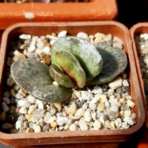 Adromischus maculatus
