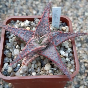 Aloe cv.'Medium Welldone'
