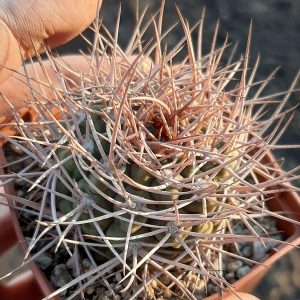 Gymnocalycium nidulans -s