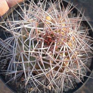 Gymnocalycium nidulans -s