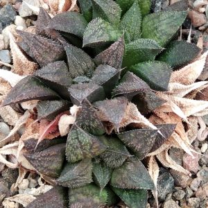 Haworthia magnifica v. mayor -S.Hammer- побеги