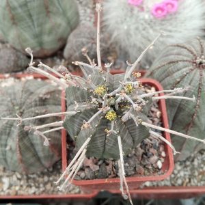 Euphorbia  obesa x valida -
