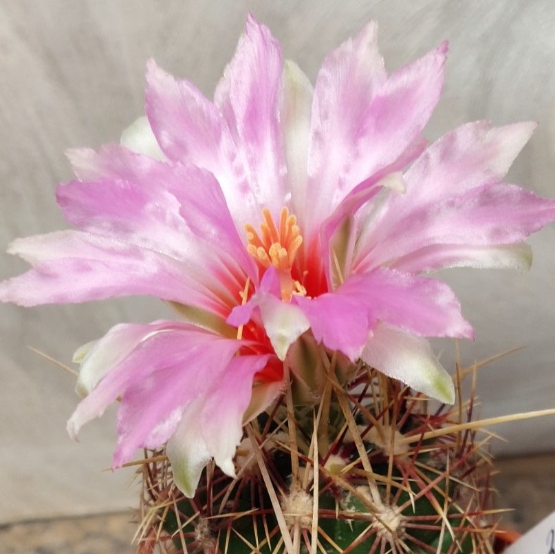 741 Thelocactus bicolor вік 7 років