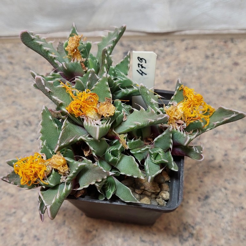 479 Faucaria felina вік 6 років