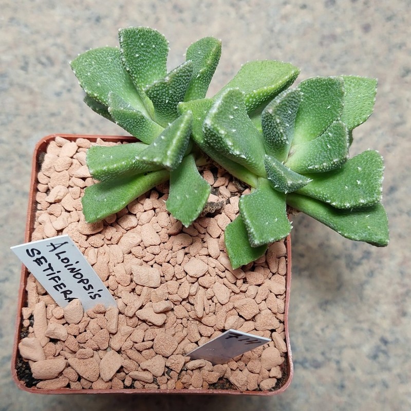 714 Aloinopsis setifera вік 6 років
