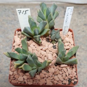 715 Aloinopsis orpenii вік 7 років це декілька рослин
