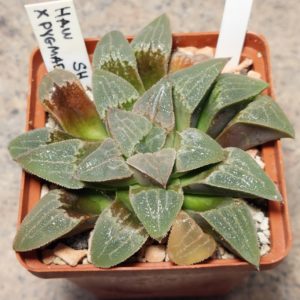 7169 Haworthia bayeri x pygmaea SH сіянець вік 8 років