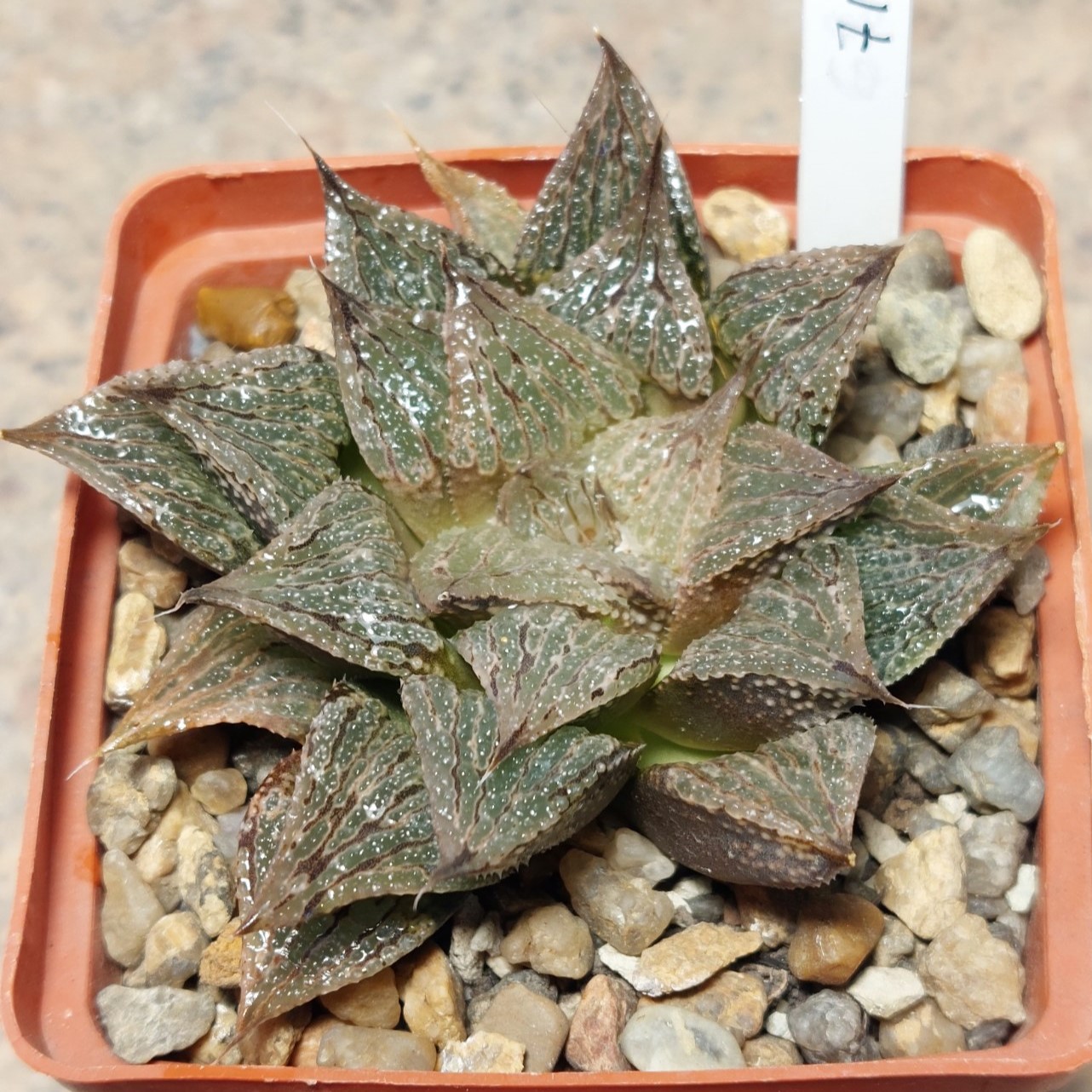 7171 Haworthia 'Black Mayor' x 'Yulia' F2 сіянець вік 8 років