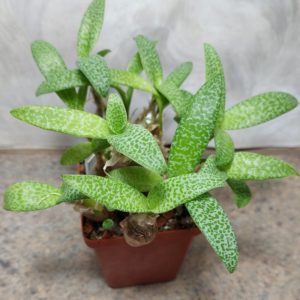 717 Ledebouria socialis весь горшик