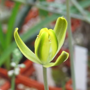 716 Albuca sp. 11879 весь горшик