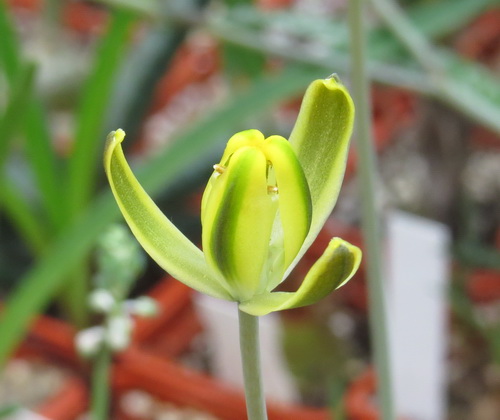 716 Albuca sp. 11879 весь горшик