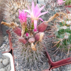 Neoporteria multicolor KK 48 – MG –