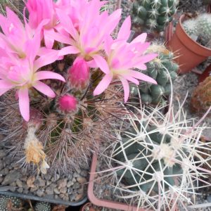 Neoporteria multicolor KK 48 – MG –