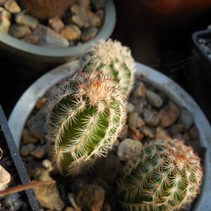 Echinocereus reichenbachii - v. perbellа JRT 207 - Ellis Co.Ok.