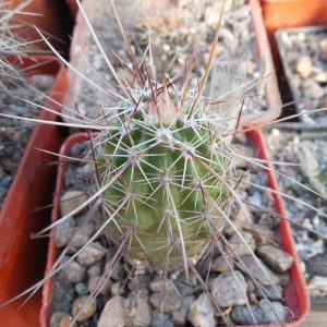 Echinocereus engelmanii - v. variegatus SB 844 - Navajo Co. Az. - super long spines (to - 23*C)  - MG -