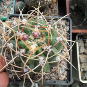 Gymnocalycium multiflorum - v. albispinum