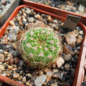 Notocactus glaucinus – v. depressus HU 61A – MG –