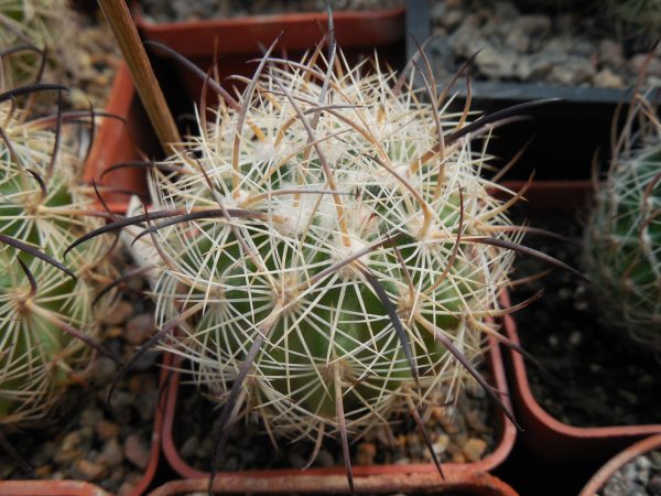 DSCN9187