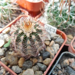Echinocereus  reichenbachii - v.perbellus "purpureus" DJF 1331 - MG -
