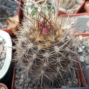 Neoporteria multicolor  KK 48 - MG -