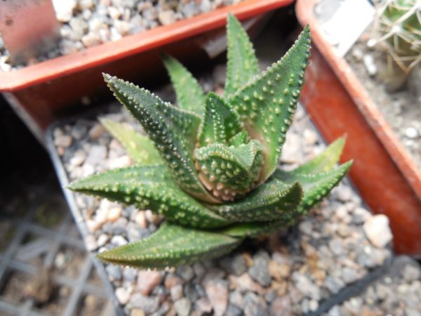 DSCN9231