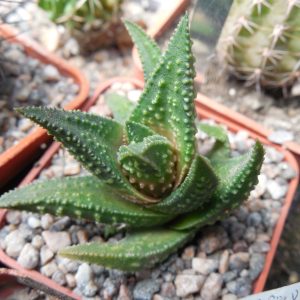 Haworthia limifolia x pumila x nigra