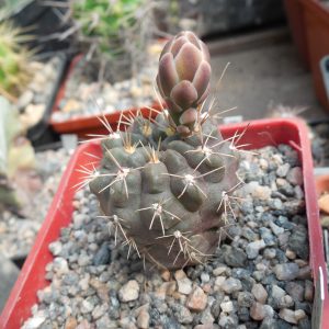 Gymnocalycium gibbosum - v. nobile - MG -