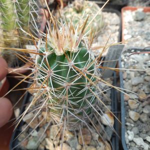 Echinocereus engelmanii - v. variegatus SB 844 - Navajo Co. Az. - super long spines (to - 23*C)  - MG -