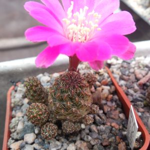 Sulcorebutia minima