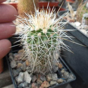 Echinocereus apachensis MN 149 - Piltz -