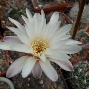 Gymnocalycium taningaense А 212 - Piltz -