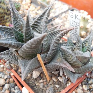 Haworthia limifolia - f.nigra - Kohres -
