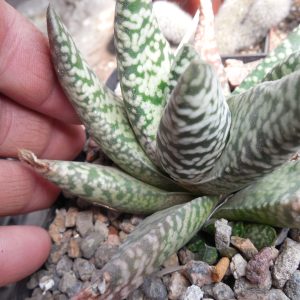 Gasteria carinata - cv. Snow Storm - Eden Plants - compact form.