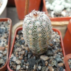 Echinocereus adustus - Chihuahua - GK -