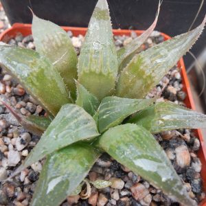 Haworthia retusa - v. acuminata