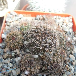 Lobivia arachnacantha - v.torecillasensis