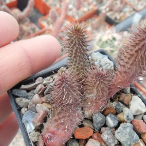 Huernia phillansii