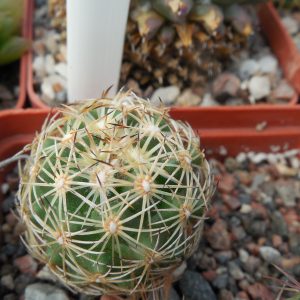 Coryphantha radians