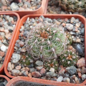 Gymnocalycium mesopotamicum