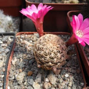 Sulcorebutia breviflora - L 314  A. Plapp - рожевоквіткова форма