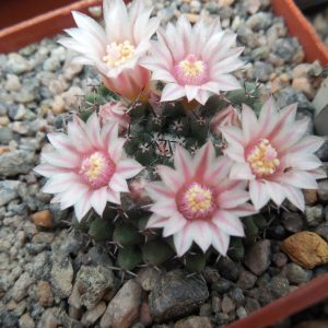 Mammillaria spec.  CHA 275 - P.Kupcak