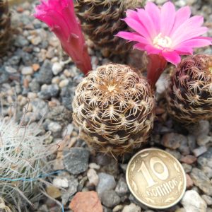 Sulcorebutia breviflora - L 314  A. Plapp - рожевоквіткова форма