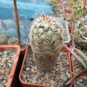 Echinocereus adustus - Chihuahua - GK -