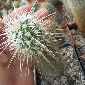 Echinocereus stramineus  SB1038 San Pedro, Coah, - MG -