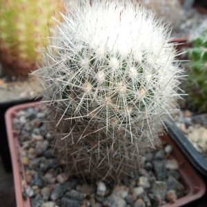 Escobaria  laredoi SB 289 - MG -