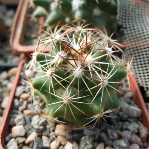 Coryphantha neglecta